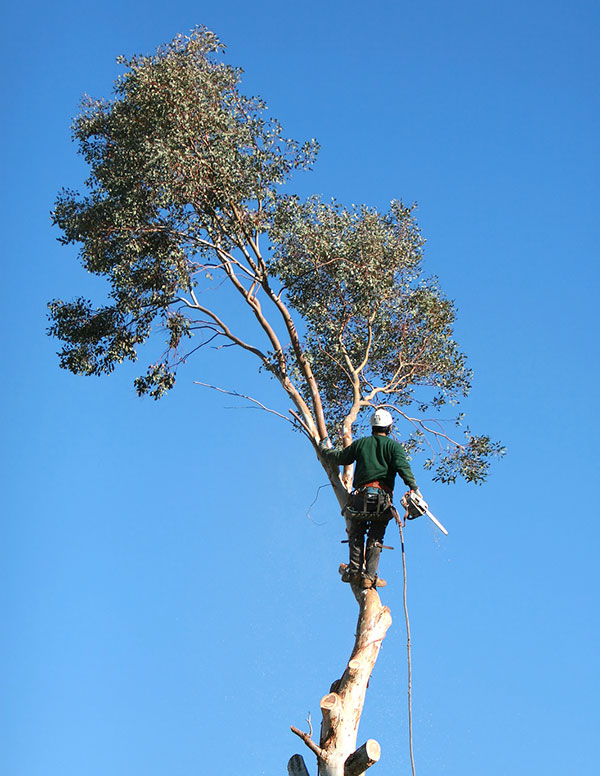 high-tree-limb