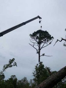 crane with tree