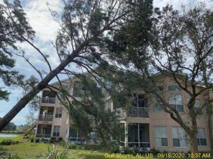 hurricane tree damage cleanup