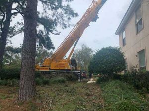 large crane tree removal