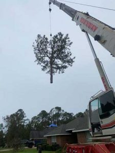 large tree removal crane service