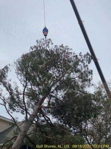 tree removal crane service